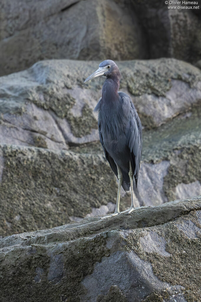 Little Blue Heron