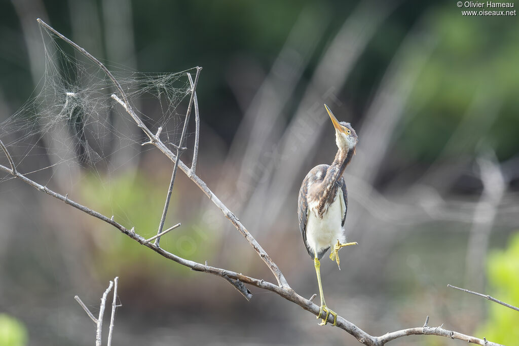 Aigrette tricolore