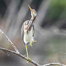 Aigrette tricolore
