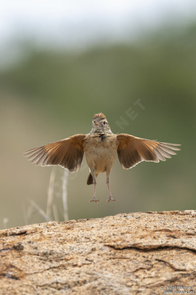 Rufous-naped Larkadult, Flight, courting display, song