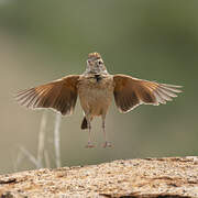 Rufous-naped Lark