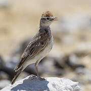 Red-capped Lark