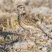 Stark's Lark