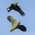 Amazone aourou
