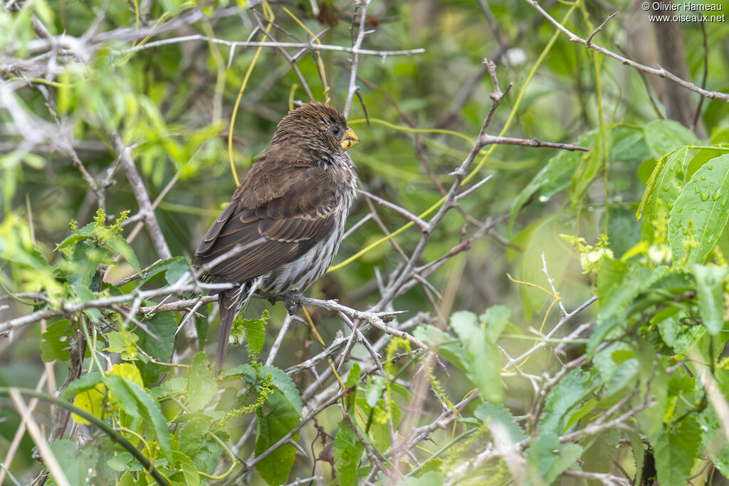 Amblyospize à front blanc