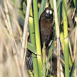 Amblyospize à front blanc