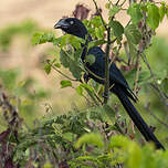 Ani des palétuviers