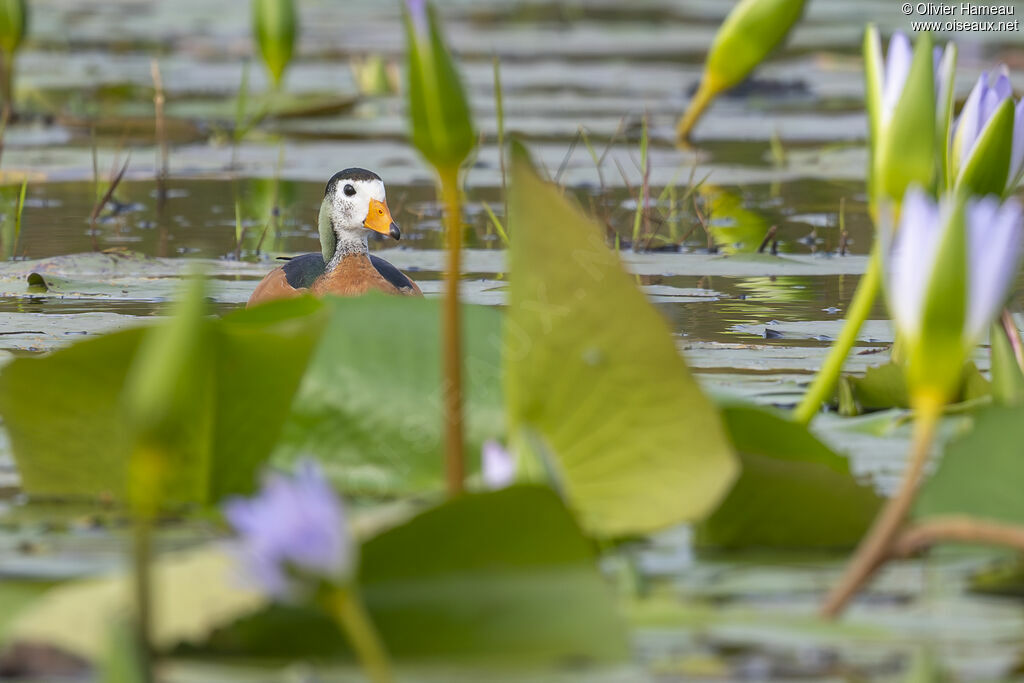 Anserelle naineadulte
