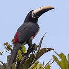 Araçari grigri