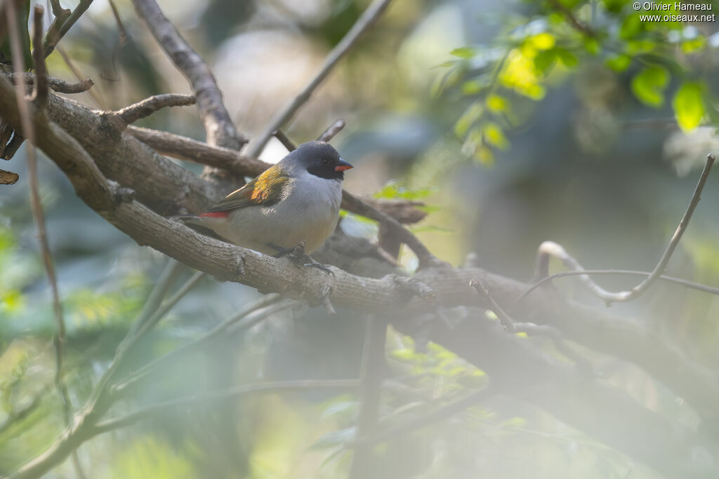 Astrild à joues noires mâle, habitat