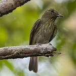 Attila à croupion jaune
