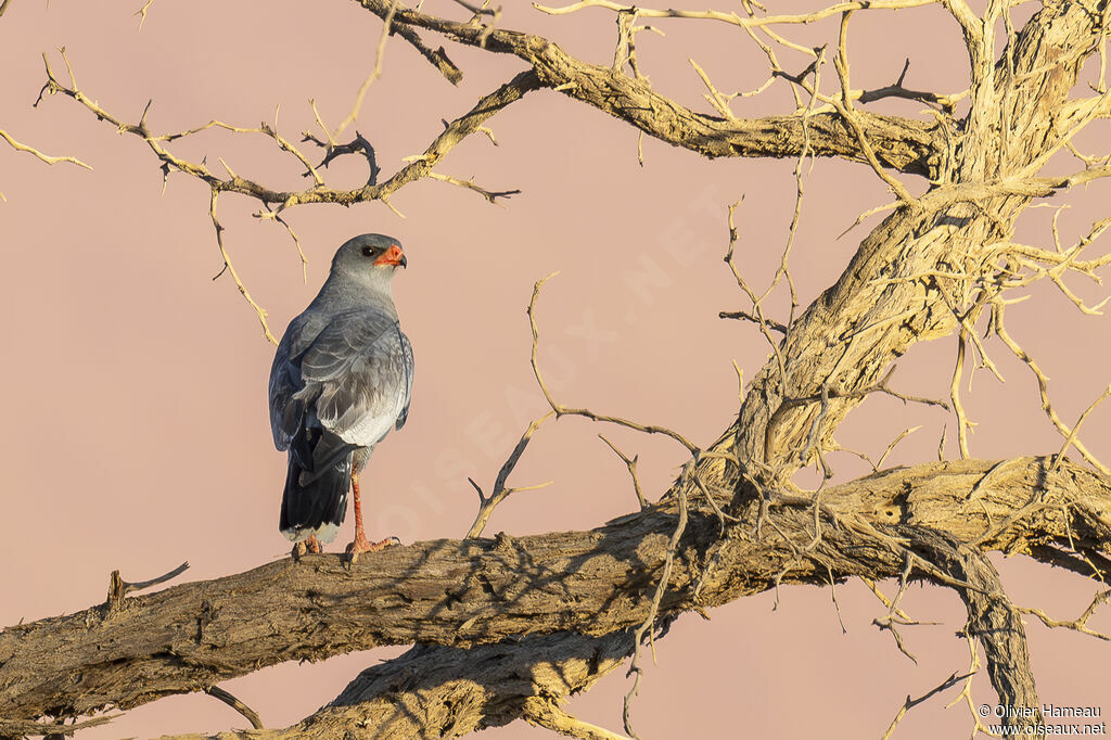 Autour chanteuradulte, identification