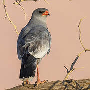 Pale Chanting Goshawk