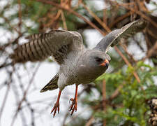 Gabar Goshawk
