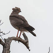 Dark Chanting Goshawk