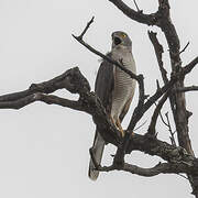 African Goshawk