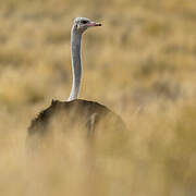 Common Ostrich
