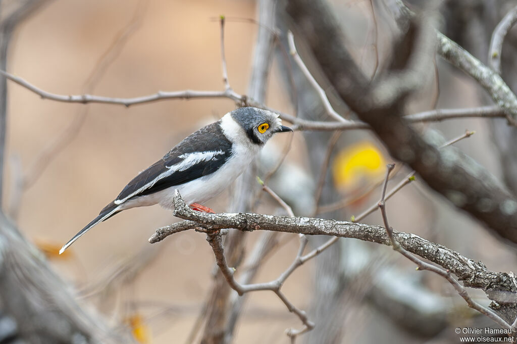 White-crested Helmetshrikeadult, identification