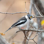 White-crested Helmetshrike