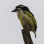 Barbion à croupion jaune