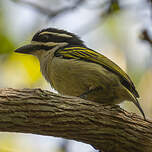 Barbion à croupion jaune