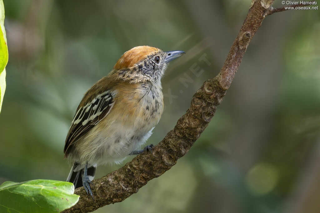 Black-crested Antshrike