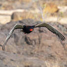 Bateleur des savanes