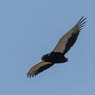 Bateleur des savanes
