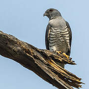 African Cuckoo-Hawk