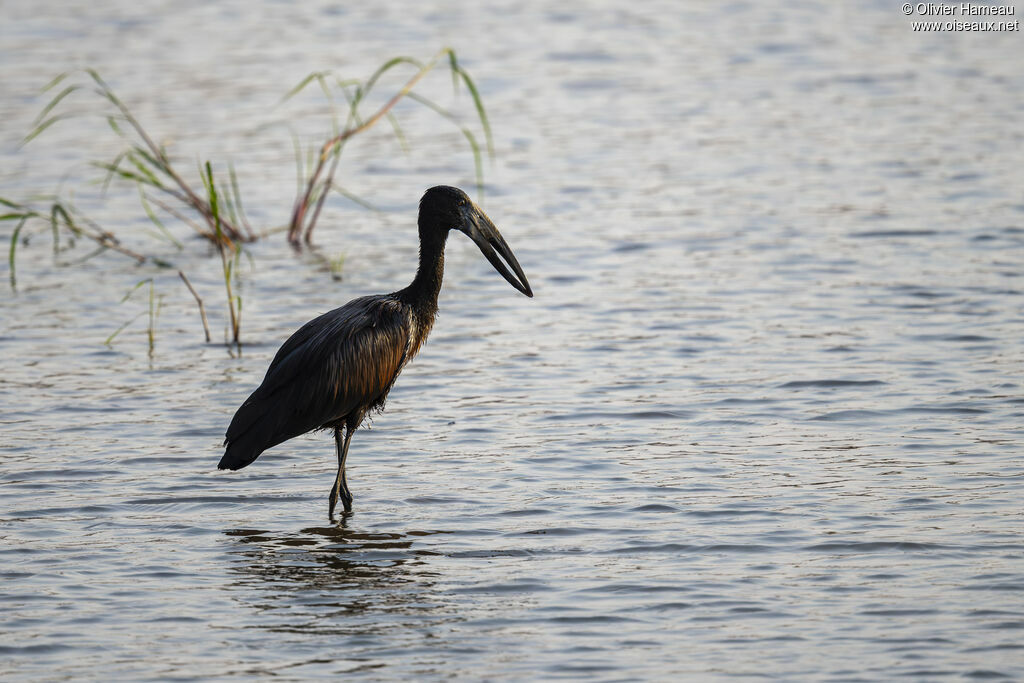 Bec-ouvert africain, habitat, marche, pêche/chasse