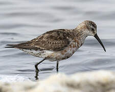 Curlew Sandpiper
