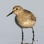 Bécasseau de Bonaparte