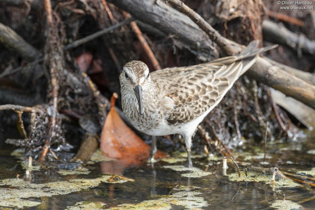 White-rumped Sandpiper