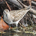 Bécasseau de Bonaparte