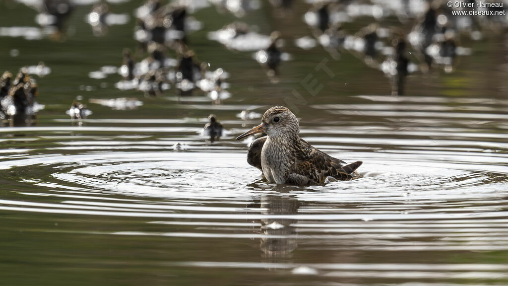 Pectoral Sandpiper - Bécasseau à poitrine cendrée<br />