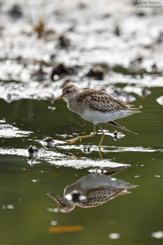 Pectoral Sandpiper