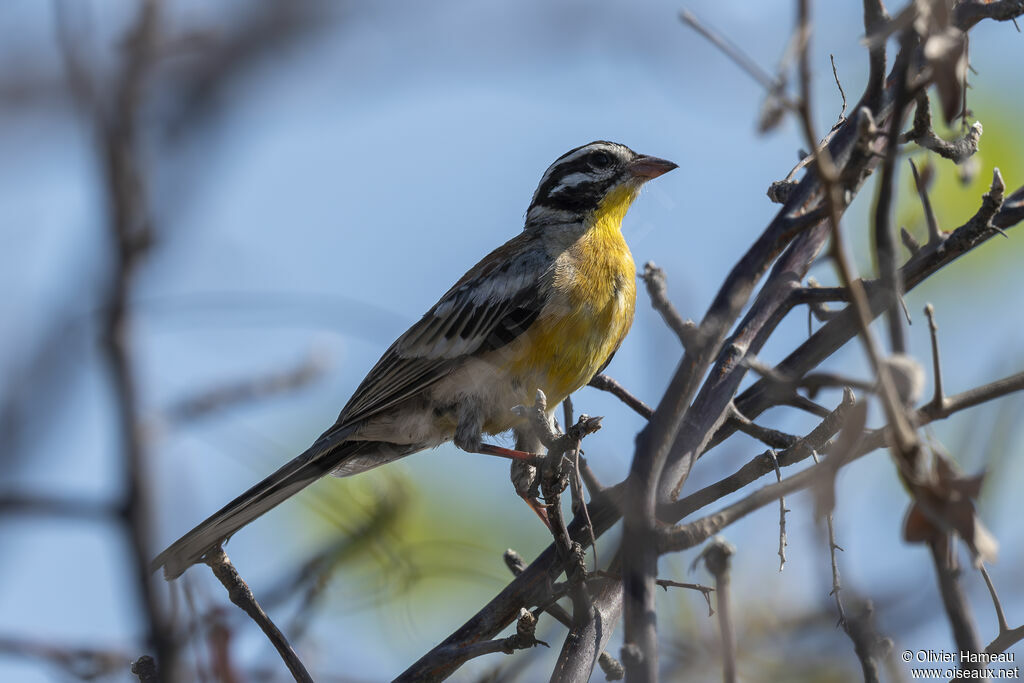 Golden-breasted Bunting male adult, identification