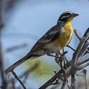 Golden-breasted Bunting