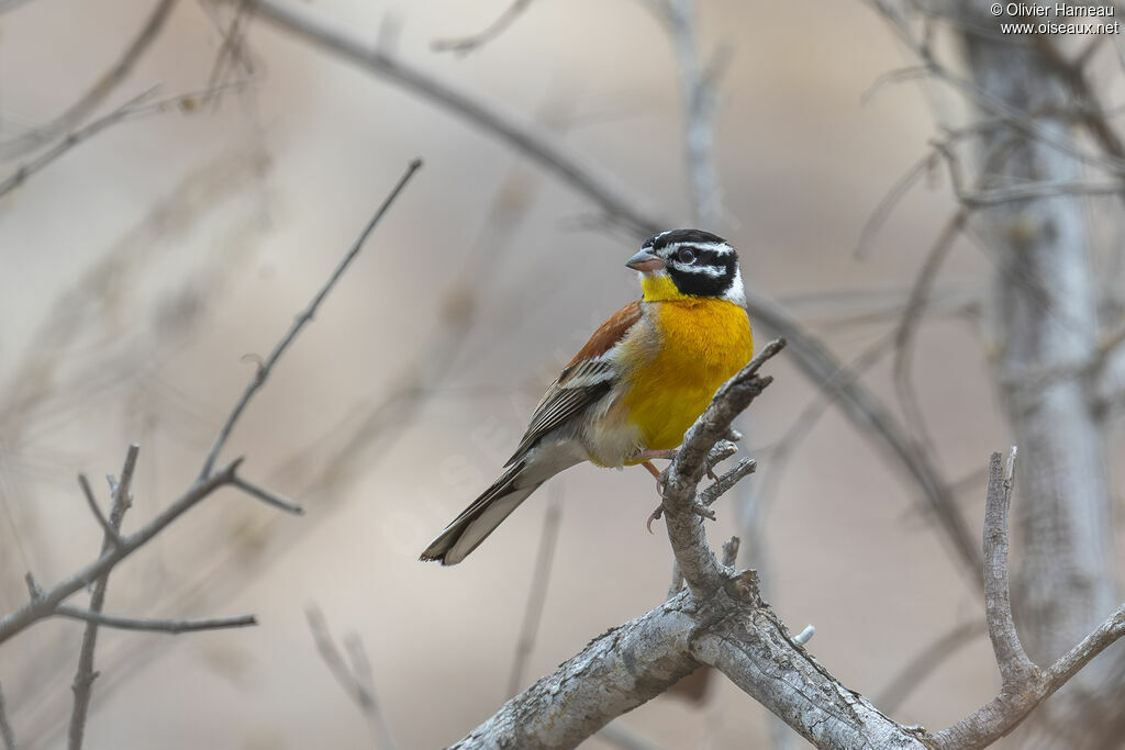 Bruant à poitrine dorée