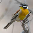 Bruant à poitrine dorée