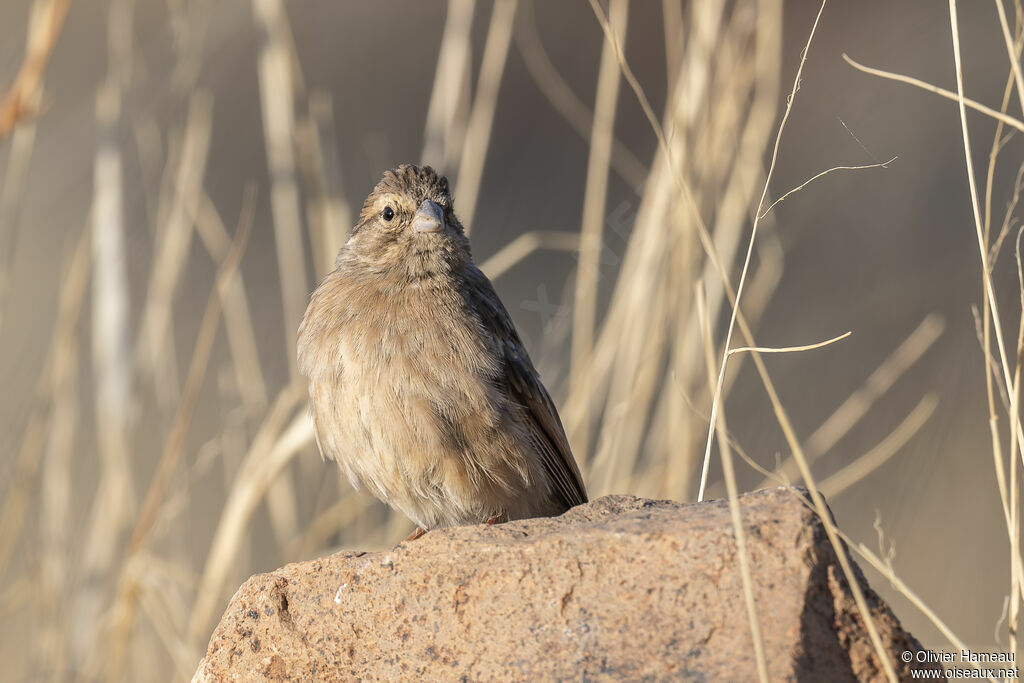 Lark-like Buntingadult, identification