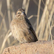Lark-like Bunting