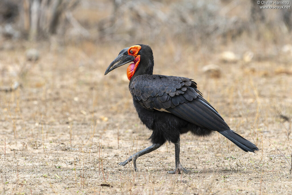 Bucorve du Sud, marche