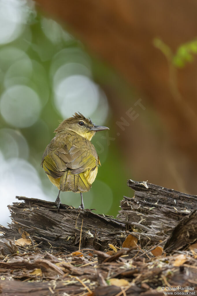 Yellow-bellied Greenbuladult, identification
