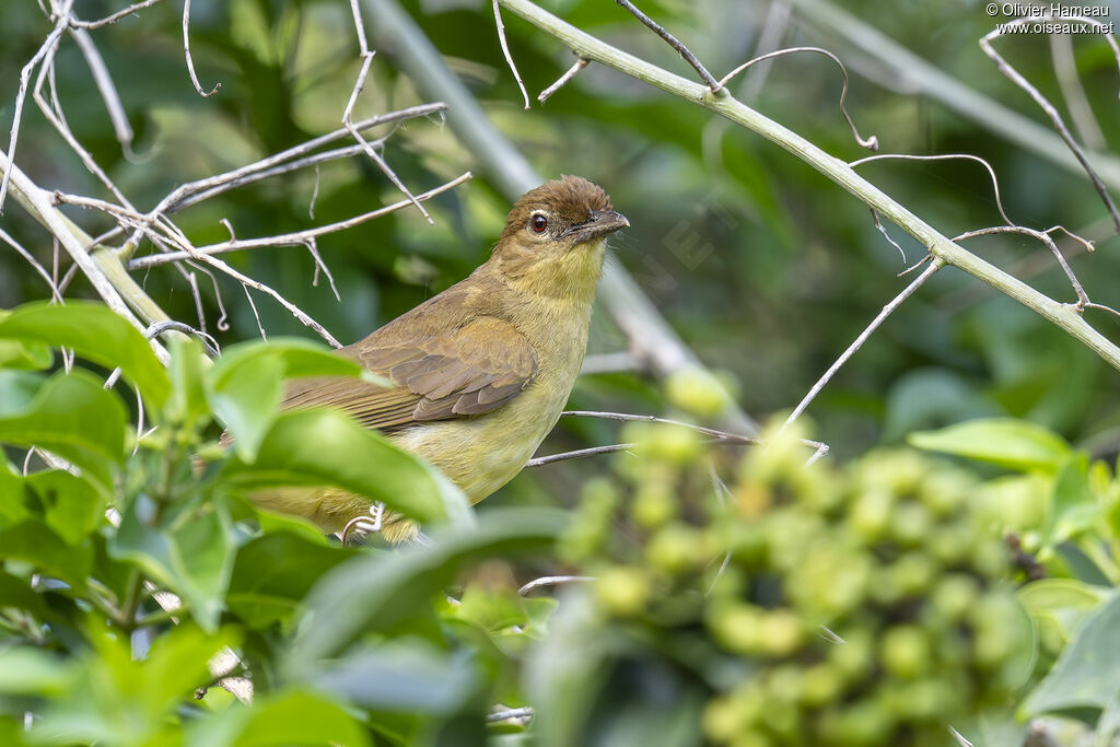 Bulbul à poitrine jaune
