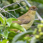Bulbul à poitrine jaune