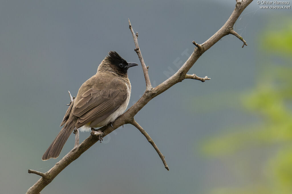 Bulbul tricoloreadulte, identification