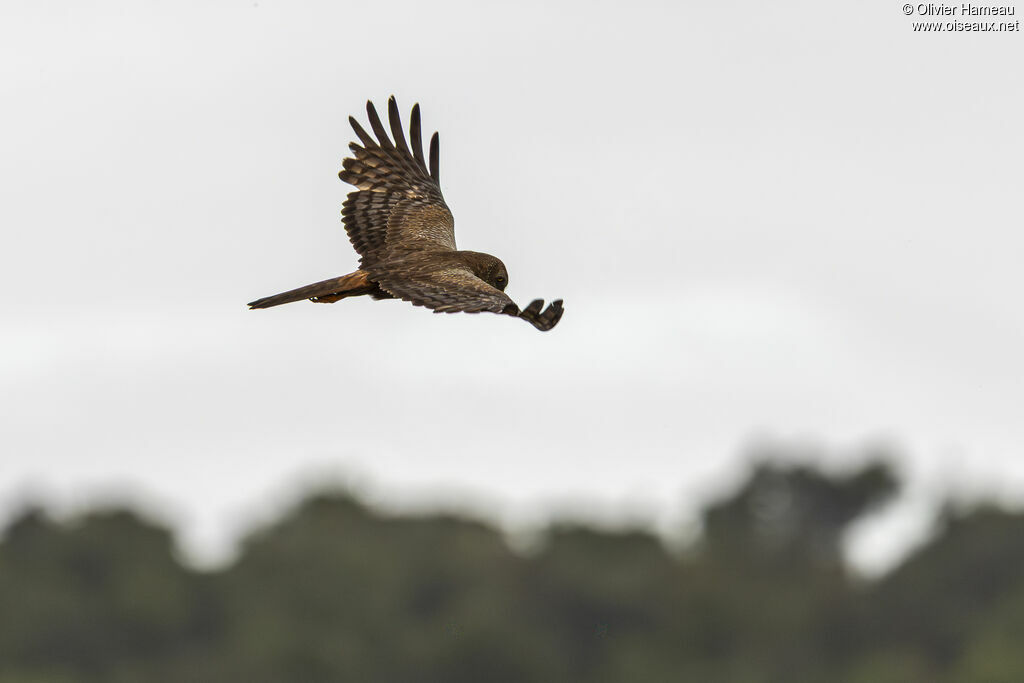 Busard grenouillardadulte, Vol