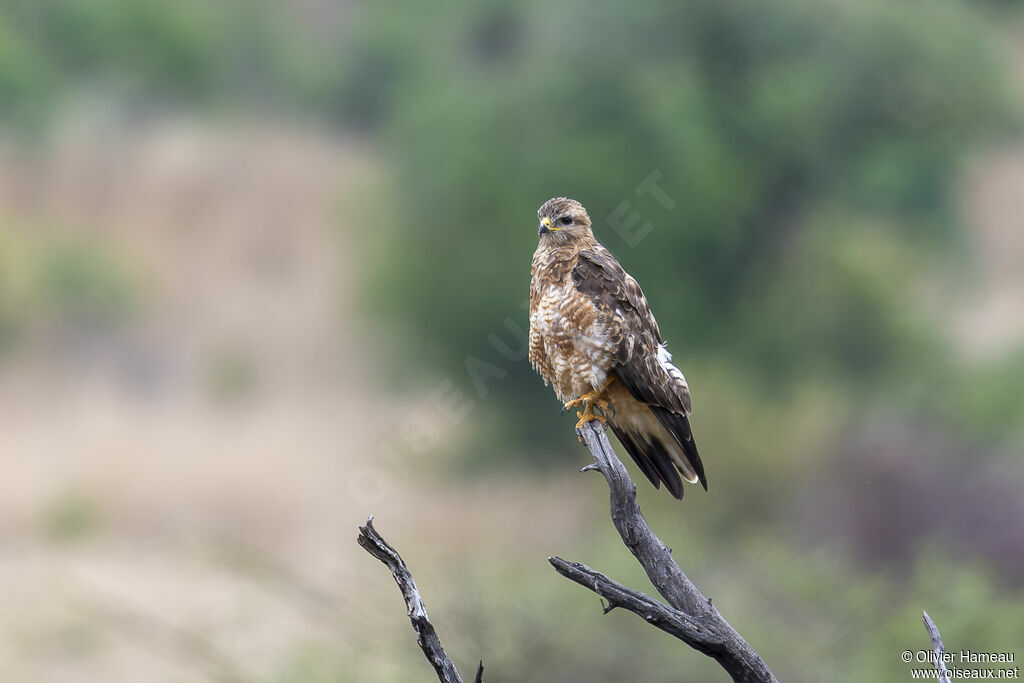 Common Buzzard (vulpinus)adult, identification