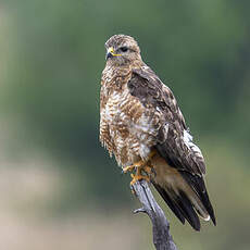 Buse des steppes